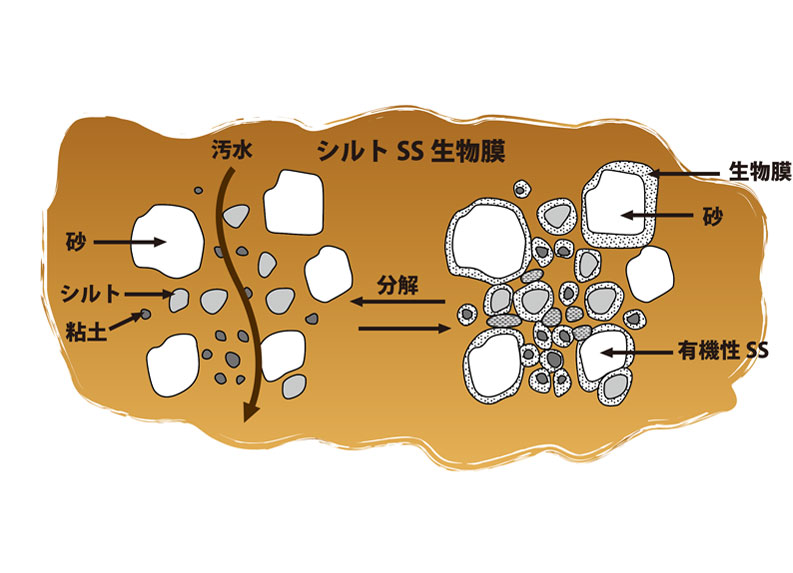 水を浄化する微生物の働き