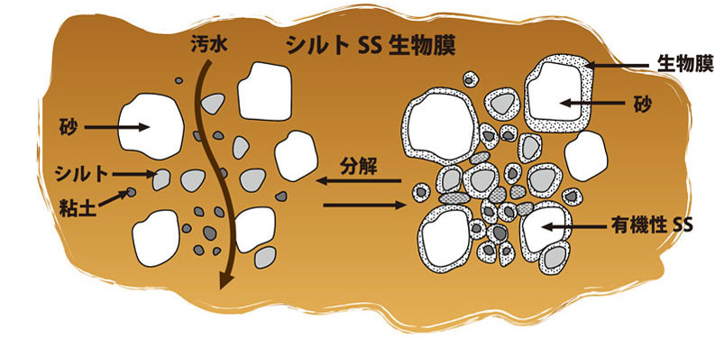 水を浄化する微生物の働き